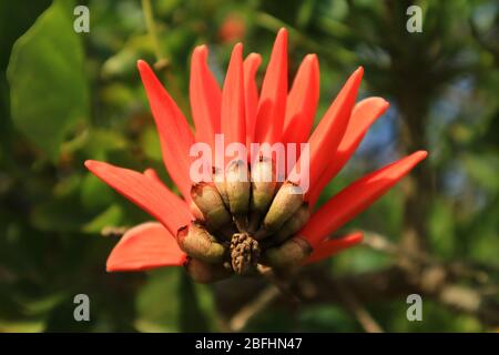 Vibrant Orange Red Color Flower of Coast Coral Tree on Easter Island of Chile Stock Photo