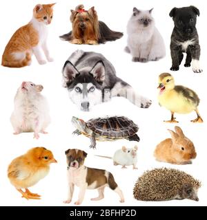 Collage of different pets isolated on white Stock Photo
