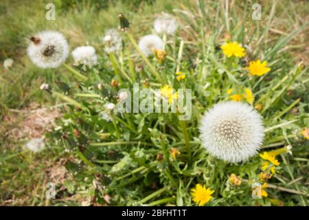 Yellow Dandelions and seed-heads in spring (Taraxacum) Stock Photo