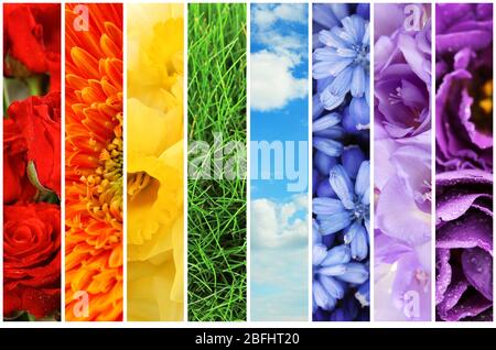 Collage of beautiful flowers, grass and sky Stock Photo