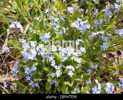 Clusters of Garden Forget-me-Nots (Myosotis sylvatica) Stock Photo