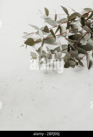 Eucalyptus branch over white background Stock Photo