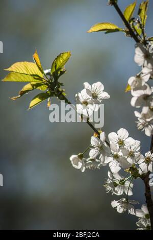 White cherry blossoms on the branch, translucent in backlight. Spring scene. Stock Photo