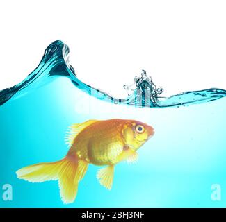 Goldfish in water Stock Photo