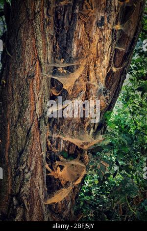 Old tree with bark covered with dirty spider webs, vintage grunge retro look in nature Stock Photo
