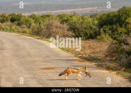 Black-backed jackal (Canis mesomelas), mother animal carrying a juvenile in the mouth on the road in  Addo NP, South Africa Stock Photo