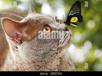 Colorful butterfly sitting on cat's nose on green natural background Stock Photo