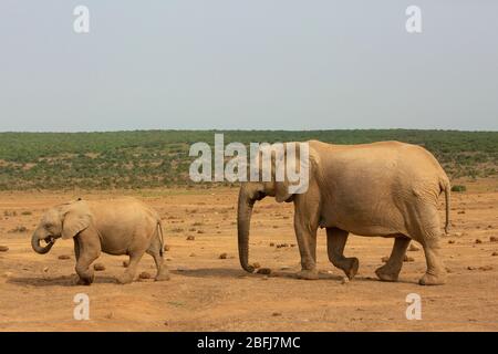 Mother and child elephant in South Africa Stock Photo