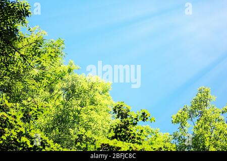 Beautiful trees on sky background Stock Photo