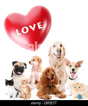 Cute pets with big heart on light background Stock Photo
