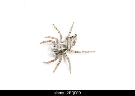 Macro of zebra back spider (Salticus scenicus) on white background Stock Photo