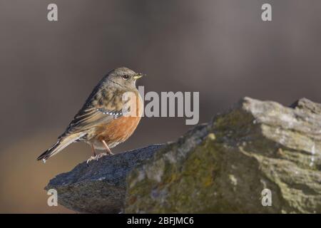 Alpine Accentor (Prunella collaris) at Uttarakhand, India Stock Photo