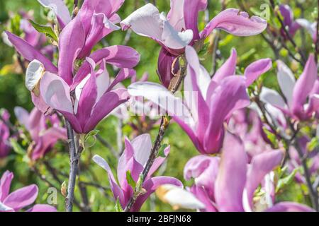 Magnolia is a large genus of about 210 flowering plant species in the subfamily Magnolioideae of the family Magnoliaceae Stock Photo