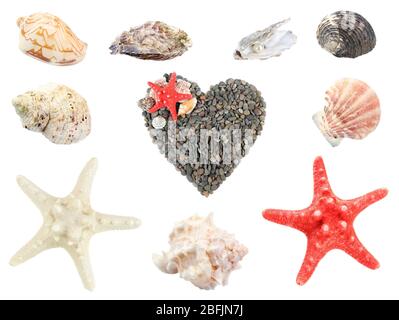 Collage of shells and other beach flotsam isolated on white Stock Photo