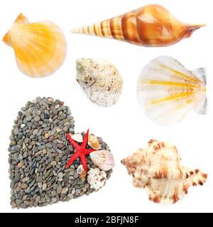 Collage of shells collage of shells and other beach flotsam isolated on white Stock Photo