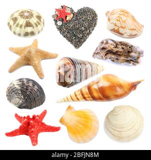 Collage of shells isolated on white Stock Photo