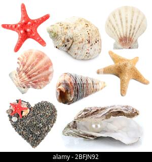 Collage of shells isolated on white Stock Photo