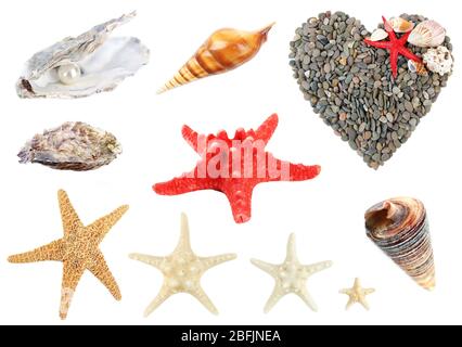 Collage of shells and other beach flotsam isolated on white Stock Photo