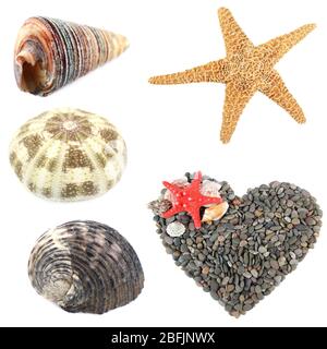 Collage of shells isolated on white Stock Photo