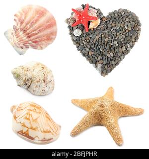 Collage of shells and other beach flotsam isolated on white Stock Photo