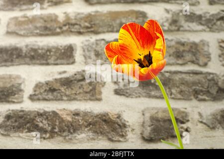 Tulip flower in front of a stone wall. Copy space. Stock Photo