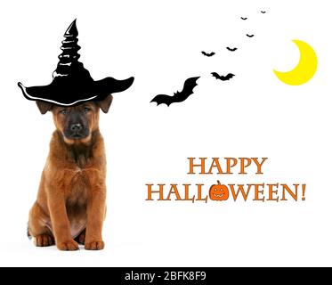 Dog with witch hat for halloween, isolated on white Stock Photo