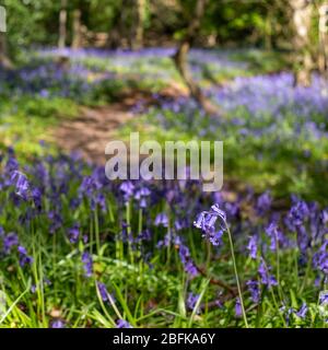 Path through wild bluebells beneath the trees, photographed at Pear Wood next to Stanmore Country Park in Stanmore, Middlesex, UK Stock Photo