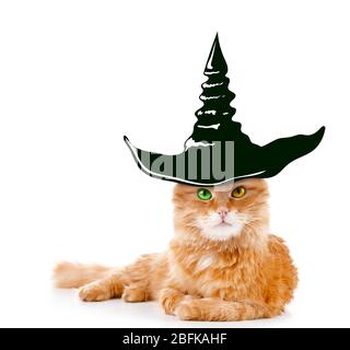 Cat with witch hat for halloween, isolated on white Stock Photo