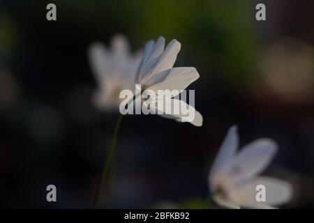 anemone nemorosa macro spring early bloomer nature springtime  season Stock Photo