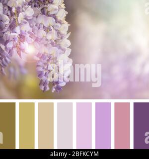 Wisteria flowers in early summer sunlight, in a colour palette with complimentary swatches. Stock Photo