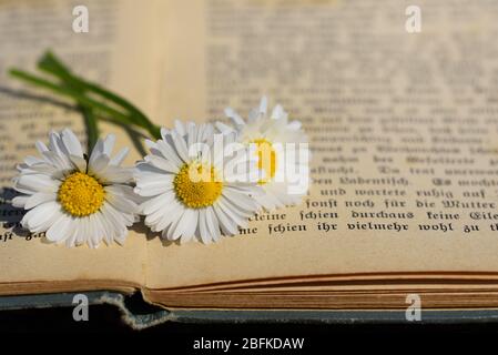 Three white daisies lie on an old open book with yellowed pages and old German writing Stock Photo