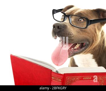 Cute dog in eyeglasses with book isolated on white Stock Photo