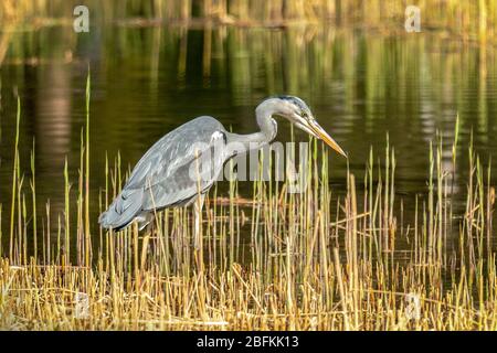 close up of a gray heron (ardea cinerea) in it´s natural habitat at a lakeside Stock Photo