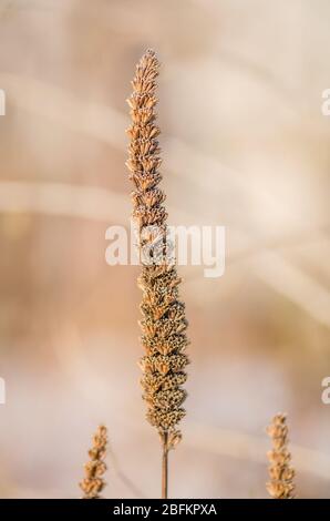 Giant Anise hyssop (Agastache foeniculum) seeds boll Stock Photo