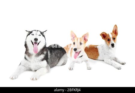 Cute dogs, isolated on white Stock Photo