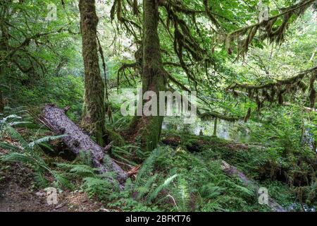 The Hall of Mosses Trail in the Hoh Rain Forest of Olympic National Park is lined with old trees, mostly bigleaf maples and Sitka spruces draped in mo Stock Photo