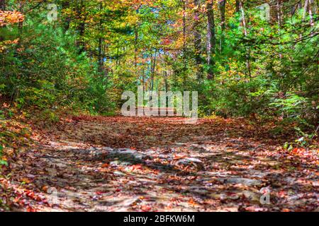 Trail through the forest in Autumn. Stock Photo