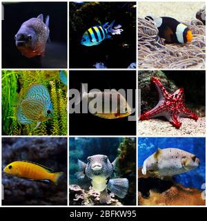 Underwater world - exotic fishes in an aquarium Stock Photo