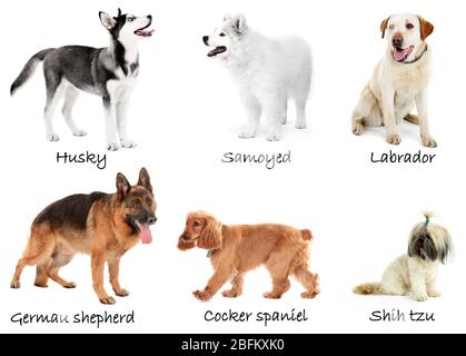 Different breeds of dogs together, isolated on white Stock Photo