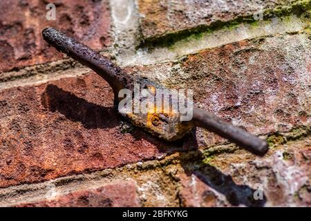 Rusty bracket on a brick wall fixed with rusty screws Stock Photo