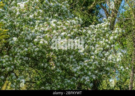 Crab apple tree blossom. Stock Photo