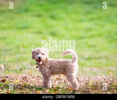 Portrait of poochon puppy standing with tail up on green grass in a park and looking into the camera Stock Photo