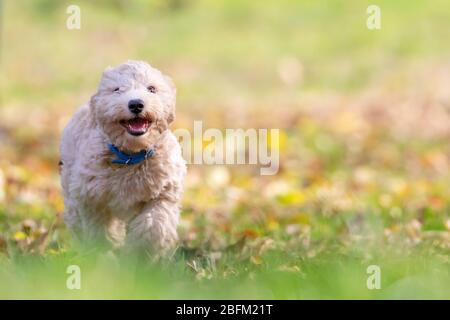 Portrait of poochon puppy running with his mouth open on green grass in a park and looking into the camera Stock Photo