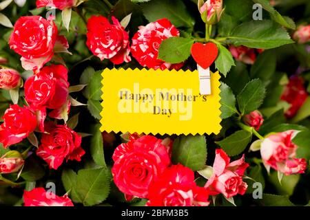 Close-up of greeting card with text happy mothers day and beautiful bouquet of pink red roses spray roses flowers. Mother's Day concept.  Stock Photo