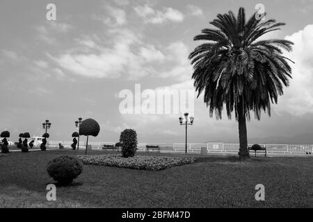 Palm tree, retro stylization, close-up Stock Photo