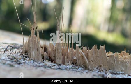 abstract picture with a sawn tree trunk, wooden fragments, close-up view, interesting texture Stock Photo