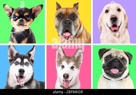 Portraits of cute dogs on colorful backgrounds Stock Photo