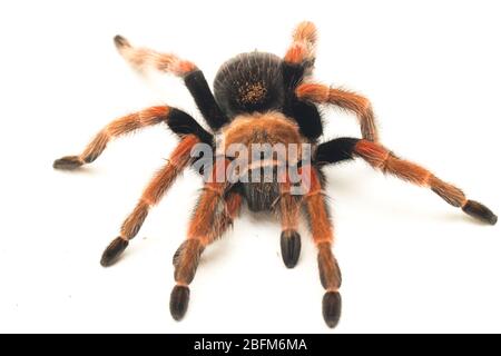 Mexican Fireleg Tarantula (Brachypelma boehmei) isolated on white background Stock Photo