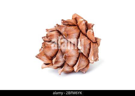 Cedar cone close-up isolated on a white background Stock Photo