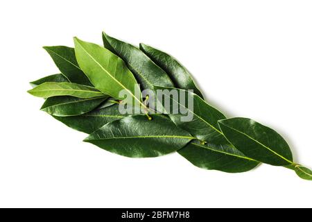 Branch of fresh green laurel leaves isolated on white Stock Photo